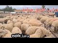 زرايب المواشي طريق جرادة بوجدة الاثمنة من3200درهم الى6000 فيديو خفيف ضريف نزولا لطلب بعض المشاهدين 