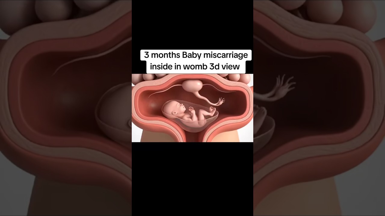 3D Human Anatomy: Fetal Development & Pregnancy Science Explained