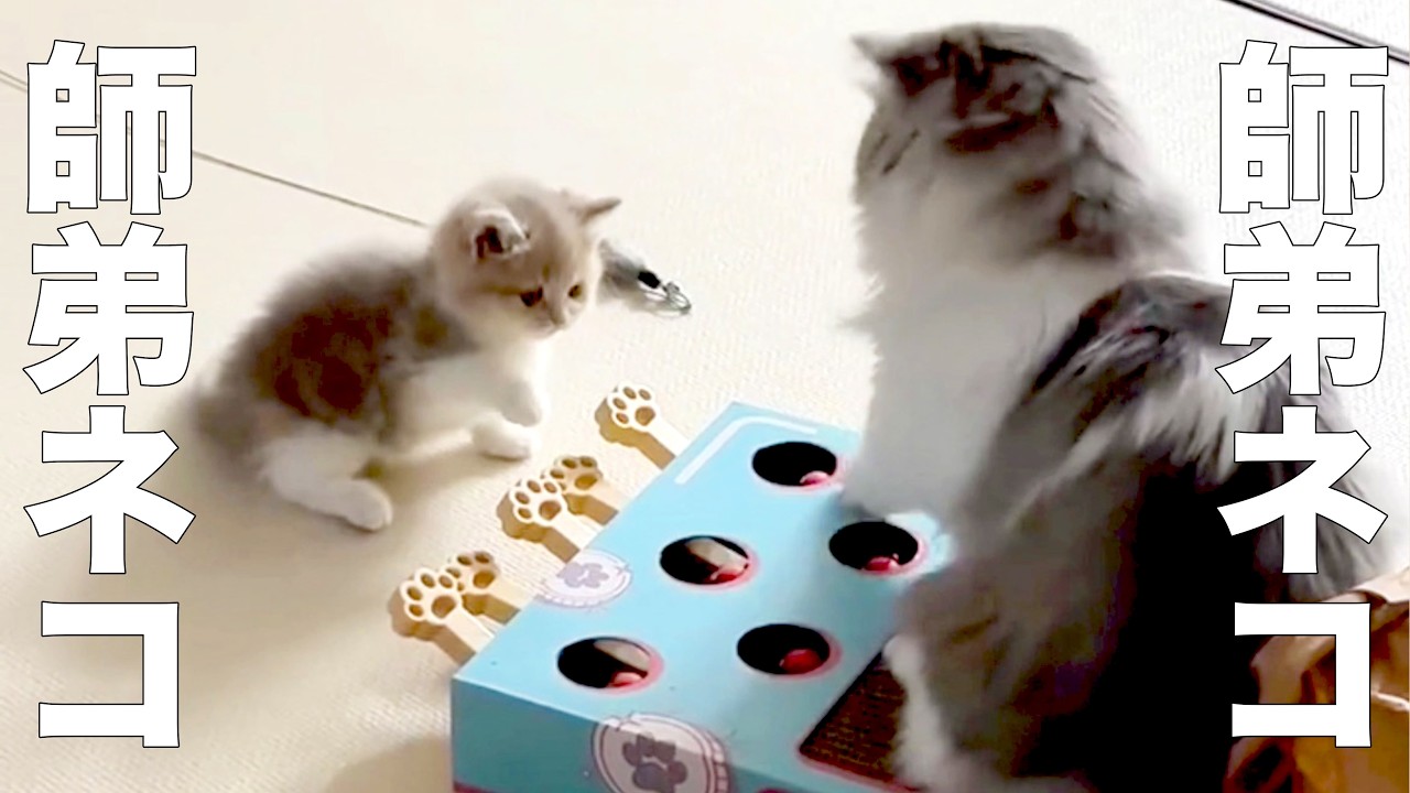 アーテストベア子猫ちゃん Danger is in the air, Master Cat & Apprentice Cat [Dubbing] - YouTube