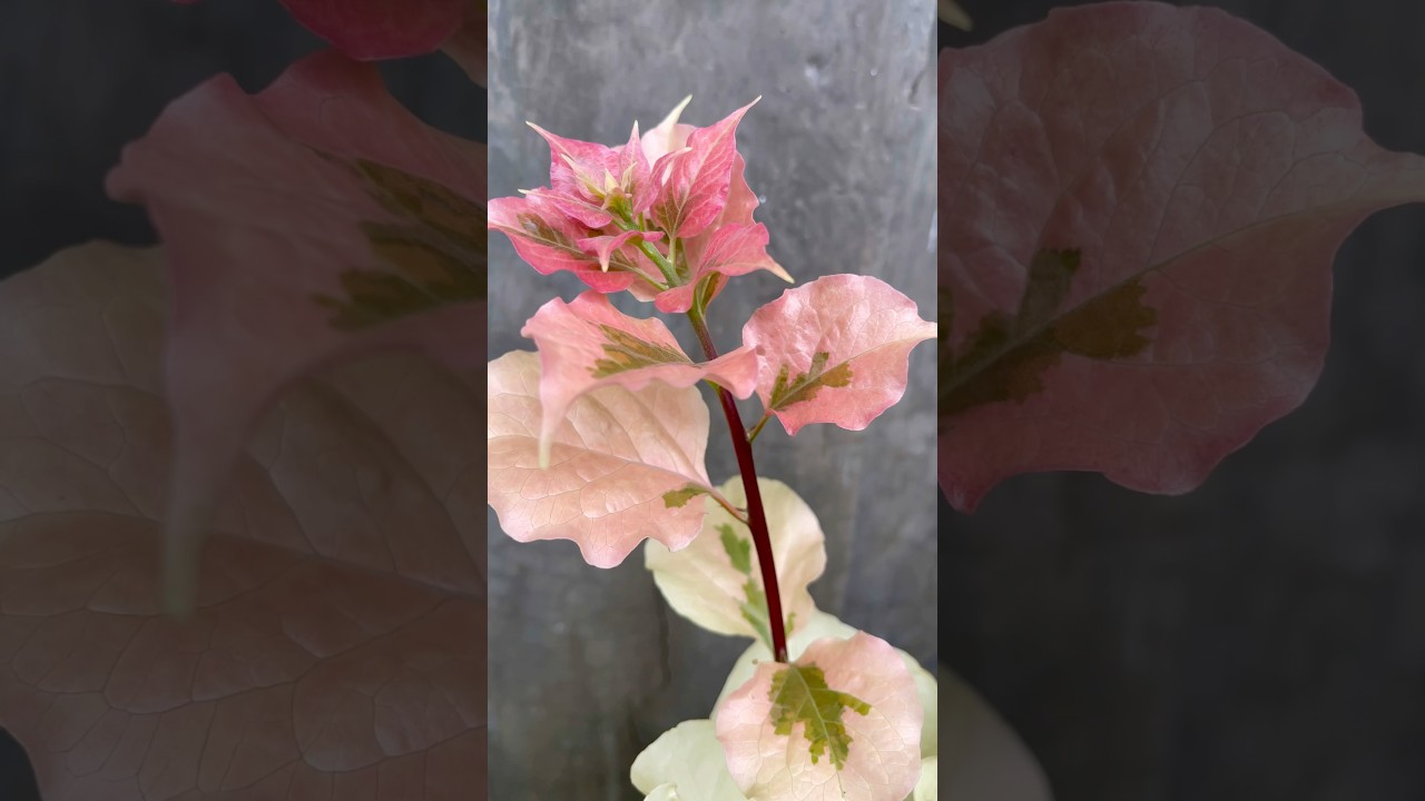 ONE OF THE MOST BEAUTIFUL BOUGAINVILLEA LEAVES | Mikel Awitan 