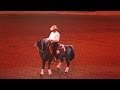 Cavalo Lusitano - Cowboy Dressage - Dances With Cows - Coudelaria Luso Brasileira