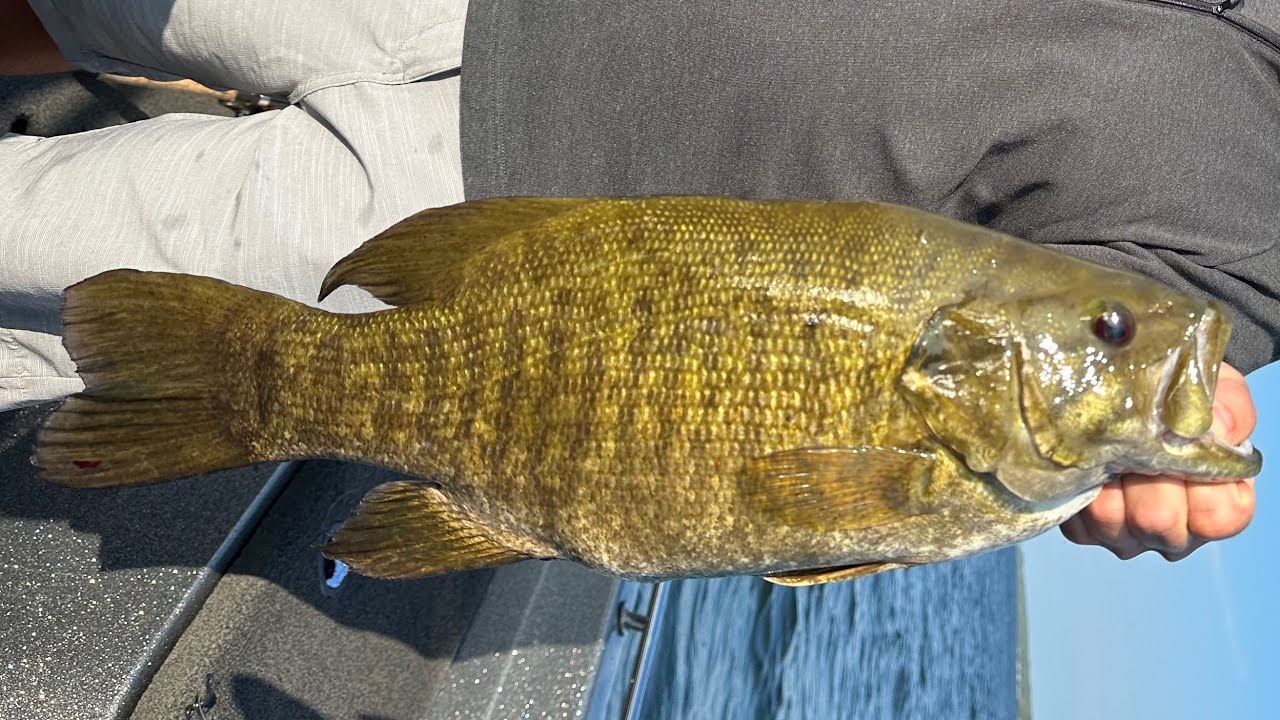 Mille Lacs Fall Fishing Report (Mid September Smallmouth Bass, Walleye, and Musky)