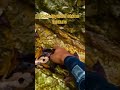 Gold-layered stone texture #gold #treasure #treasure #quartz #viral