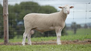 Keeper Ram 218712