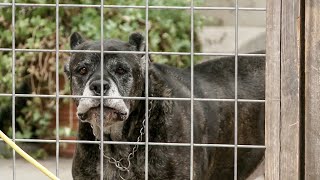 Dozens of Dogs, Cats Removed From Danville Home
