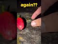 Funny Frog Escape 😂 Frog on Frog Chaos! NO WAY 💀