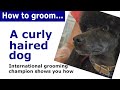 How to groom a dog with curly or wavy hair - grooming demonstration