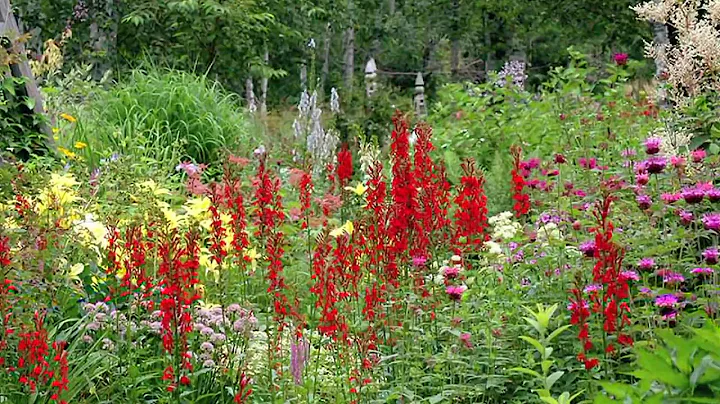 Gardening Tips & Flowers : How to Grow Cardinal Fl...
