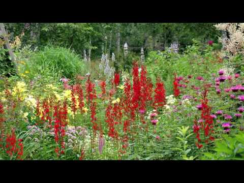 Video: Mikä on Cardinal Flower: Tietoja Cardinal Wildflower -kasvista