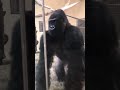 gorilla slides up to the glass