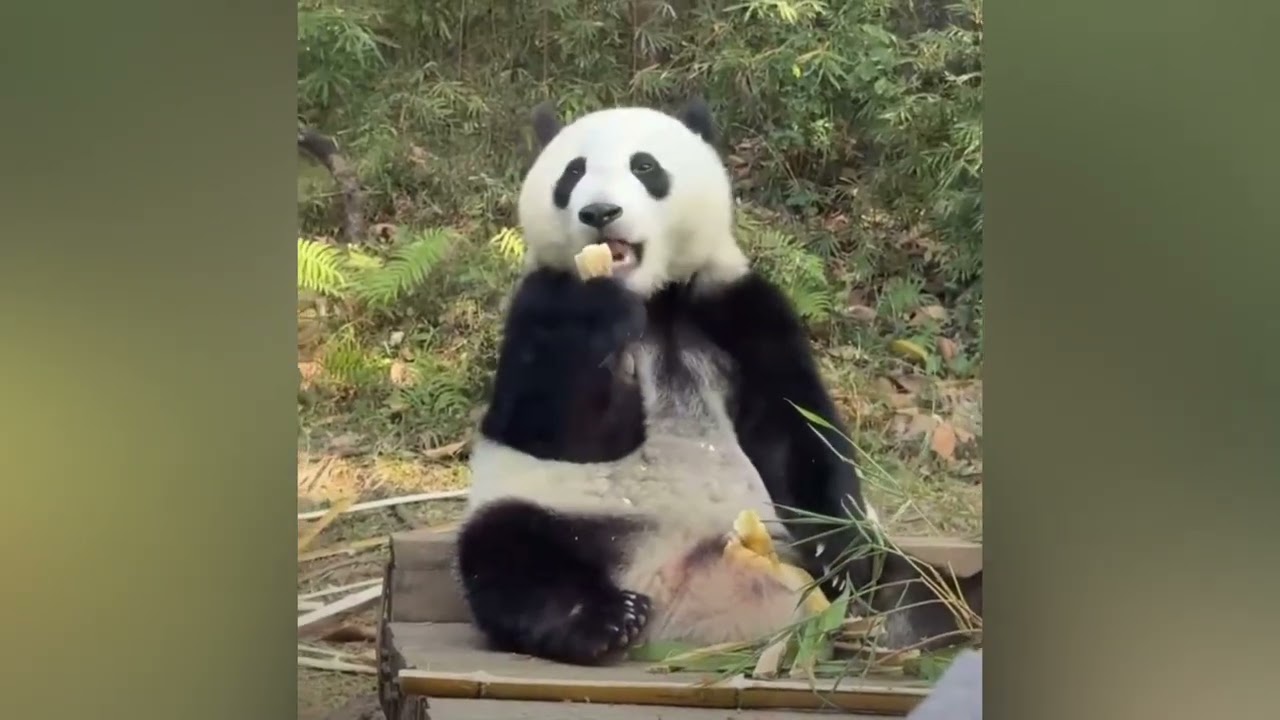 1月15日   妹珠發現了自己的新玩具大轉碗，妹珠好奇扒拉轉碗，來到幹水的小河邊想玩水，可惜沒水了只能玩石頭 