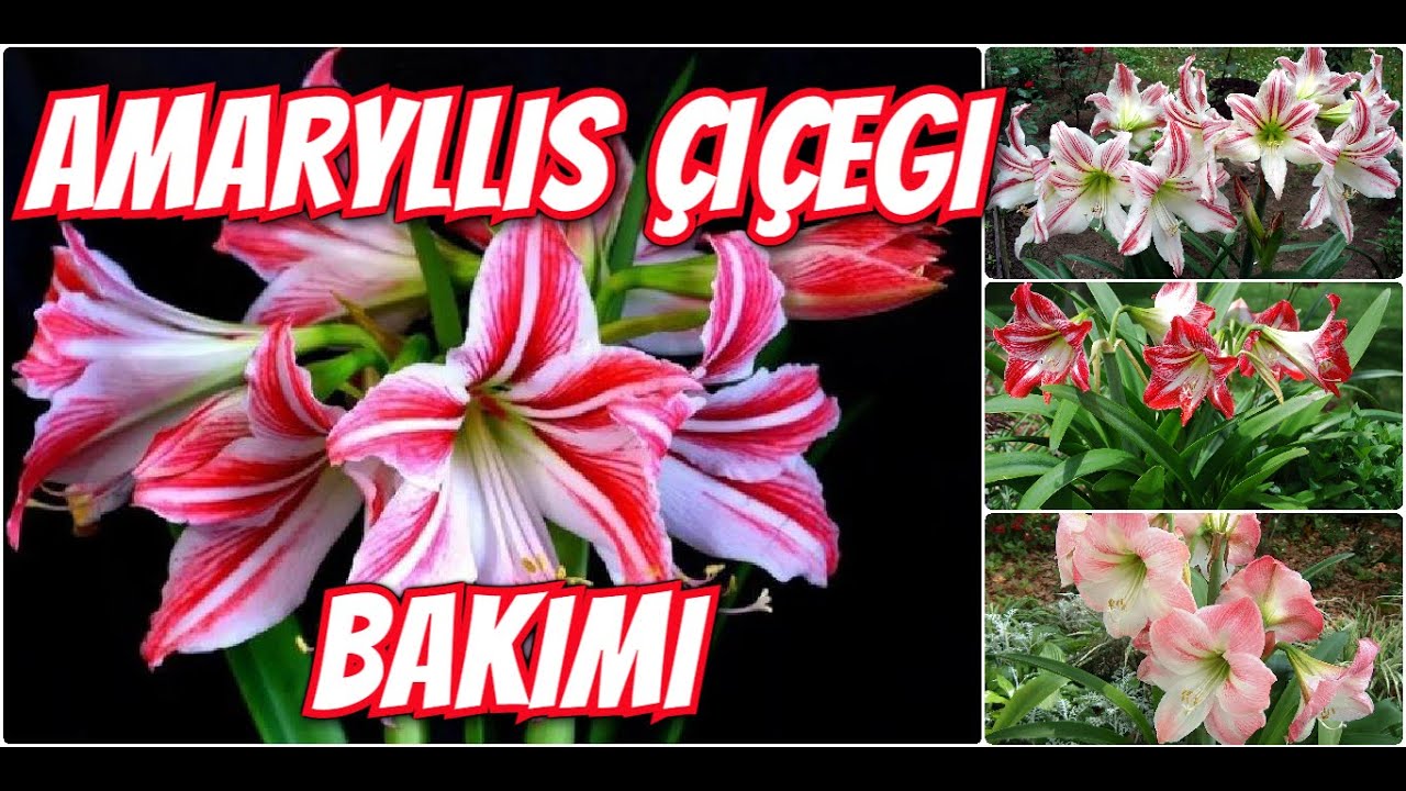 AMARYLLİS ÇİÇEĞİ BAKIMI // GÜZELHATUN ÇİÇEĞİ