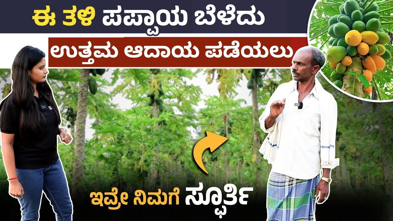 ಪಪ್ಪಾಯಿ ಕೃಷಿ ಮಾಡುವುದು ಹೇಗೆ? ಯಾವ ತಳಿ ಉತ್ತಮ? 1 ಎಕರೆ - ಅಧಿಕ  ಆದಾಯ । Papaya Farming In Kannada