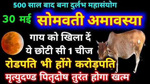 30 मई सोमवती अमावस्या गाय को खिला दें ये 1 छोटी सी चीज रोडपति से करोड़पति होने से कोई नहीं रोक सकता