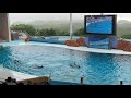 20200707 イルカ マリンライブ Smiles ビッグオーシャン アドベンチャーワールド