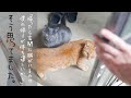 家に帰ると猫たちが何故玄関にいるのか、理由が分かりました。