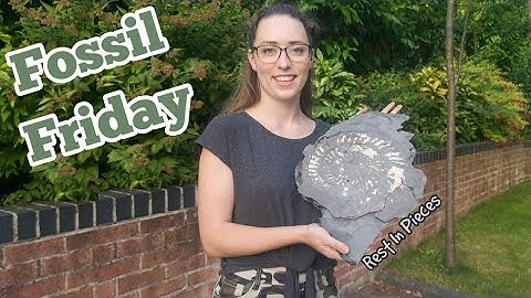 Prepping The Huge Crushed Ammonite - May It Rest In Pieces....Fossil Friday👀