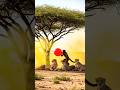 Monkey and Warthog vs Cheetah! This Go Funny! 🐒🐗😂 #funny #shorts #monkey #cheetah