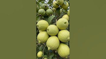 🌿Best Method for Growing Lemon Trees Fast! #gardening