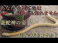 ※超強力⚠️どんな願いでも叶える白蛇様にあなたの願いを伝えて下さい!【山口県岩国市 白蛇神社】【祭神:市杵島姫神 田心姫神 湍津姫神】