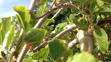 Weeping mulberry tree 2