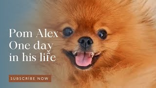 Pom Alex - One day in his life - A visit to a Grooming salon - A Change of Image