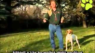 Výcvik psů s elektronickým obojkem - povel "ke mně" a "sem" - YouTube
