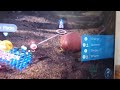 Pikmin 4 glitch