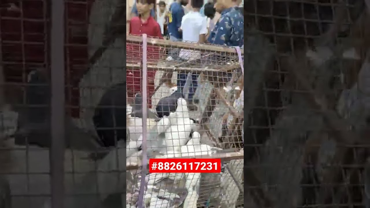 Welcome Kabootar Market Gole Kabutar Pigeons Short