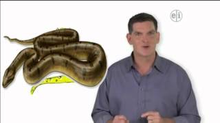 Dinosaur Discoveries Sanejah And Other Prehistoric Snakes