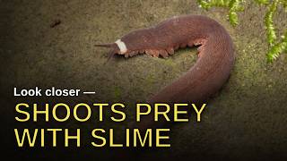 The Velvet Worm: An Ancient, Soft-Bodied Hunter That Shoots Glue screenshot 2