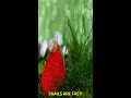 The SHOCKING Speed of Snails #Shorts