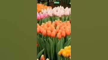 آيات من سورة الاحقاف بصوت القارئ قيس صالح الخطيب