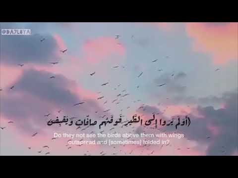 أ و ل م ي ر و ا إ ل ى الط ي ر ف و ق ه م ص اف ات و ي ق ب ض ن الملك  
