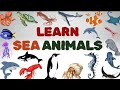 Sea Animals - Kids Vocabulary |Learn The Animals Of The Ocean for Kids |Amazing facts |