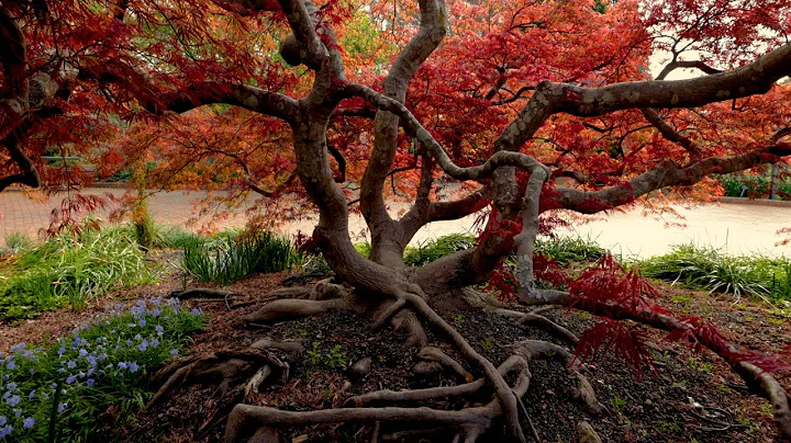 Japanese Maple Tour