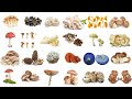 Mushroom || Mushrooms Name in English in English with pictures || Types of Mushroom