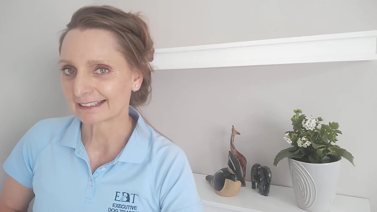 Welcome Durbanville Dog Owners | In-Home Behaviour Help with Executive Dog Training Bespoke Care