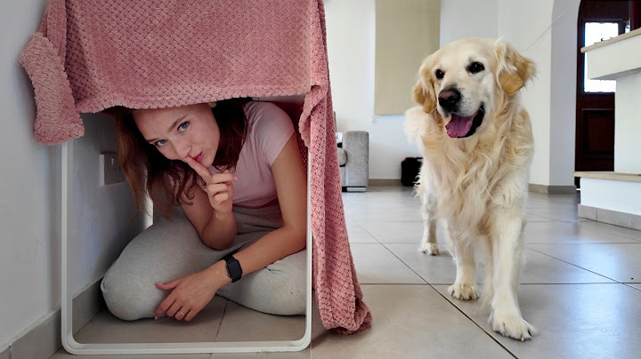 Playing Hide and Seek with My Dog