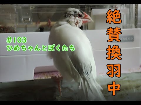 続・６月、ぴよりんは換羽中でした　# 103　ひめちゃんとぼくたち 文鳥