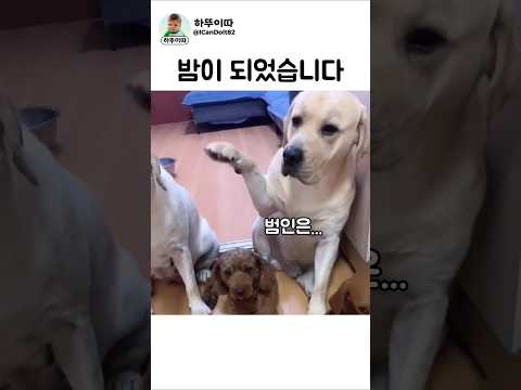 걸리면 뒤질랜드행(공포의 마피아 게임) #강아지 #dog thumbnail
