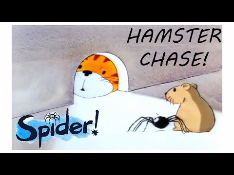 Spider! Episode 9 | Hamster Chase | SPIDER IN THE BATH