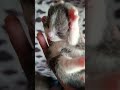 #toocute #funnycats #funnyanimals #catshorts
