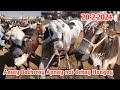 Malir cow mandi 2024  malir mandi 2024 latest update 2024malir cow mandi 2024  malir mandi