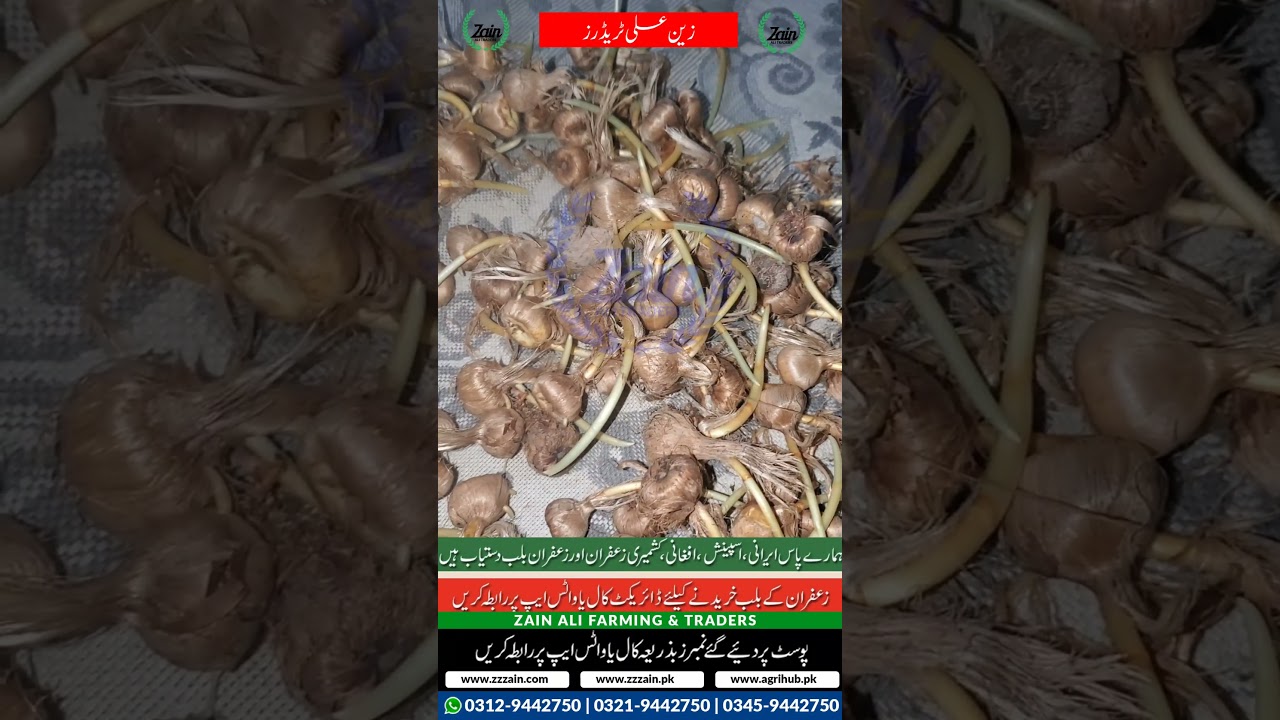 healthy active Saffron bulb going to kotaddu 03459442750 Zain Ali Farming Trader 