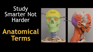 Study Smarter, Not Harder | Anatomical Terms