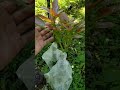 daun alpukat masih muda