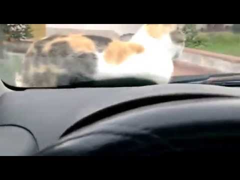 Gatto a spasso sul cofano della mia auto