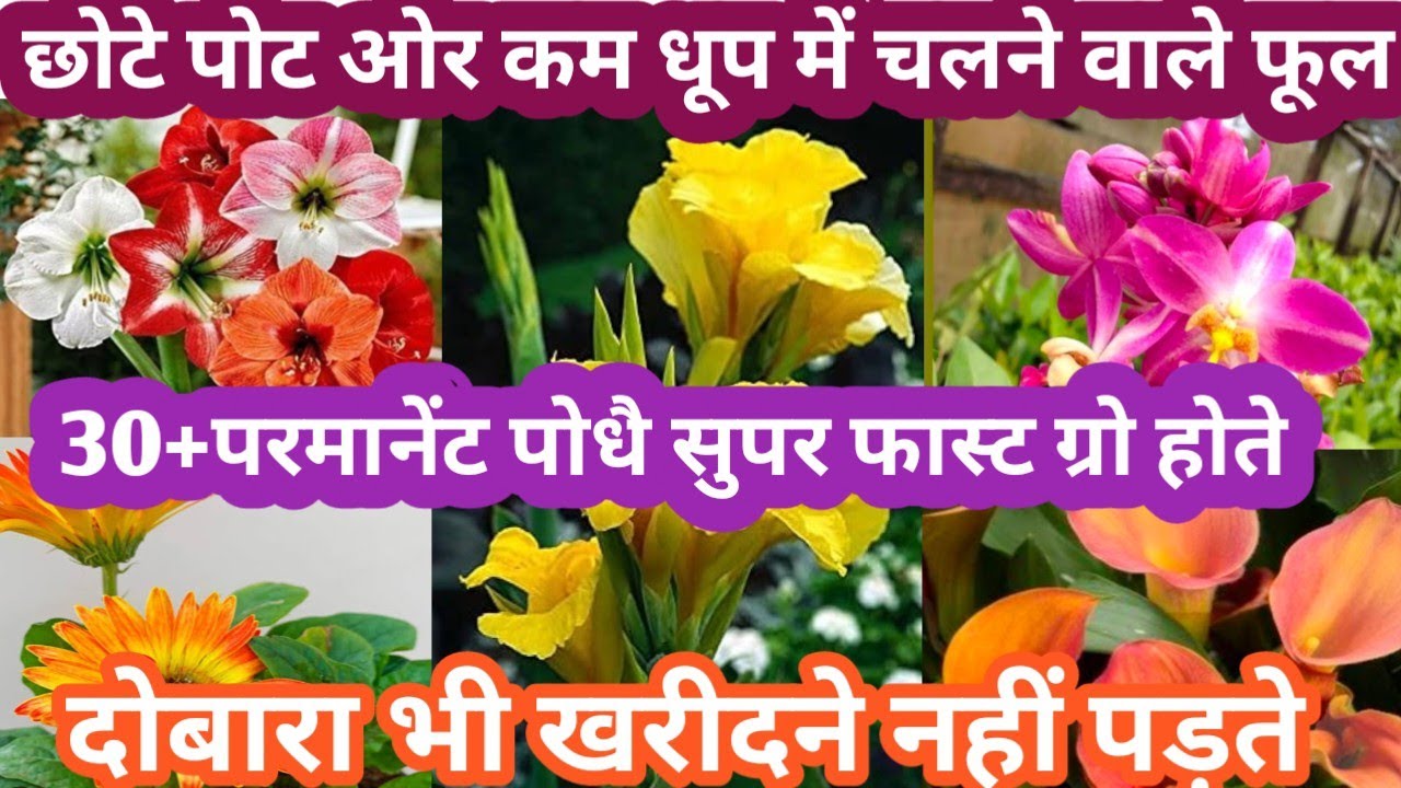 छोटे-छोटे पोट कम जगह ओर कम धूप Balcony मे चलने वाले पोधे Parmanent Flowering Plant/ Winter Plant