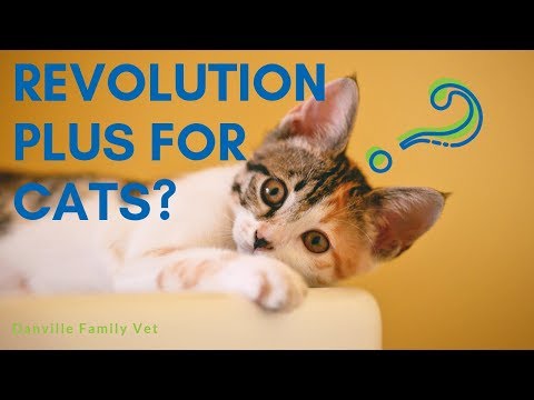 is-revolution-plus-beneficial-for-cats?